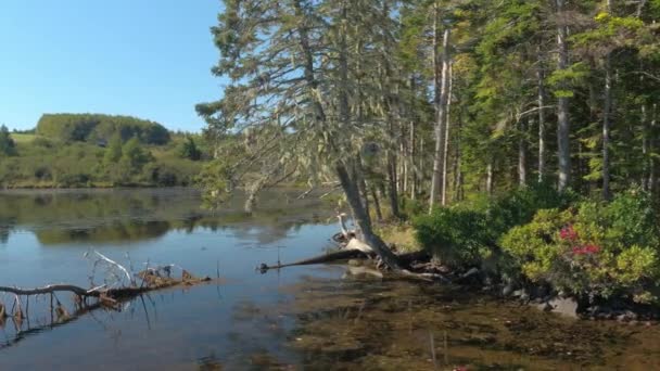 AÉRIEN Voler le long des pins couverts de plantes grimpantes sèches poussant sur le bord du lac. Arbre mort couché dans le lac. Forêts denses de conifères envahissantes recouvrant la rive du fleuve le jour ensoleillé de l'automne 