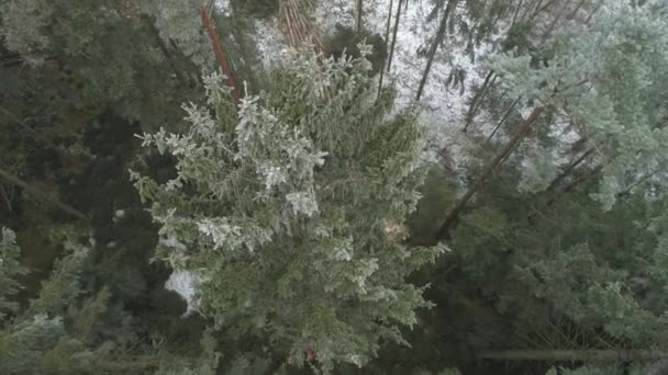 Antenn Fellers Vedhuggning Gran Och Tall Träd Täckta Med Snö — Stockvideo