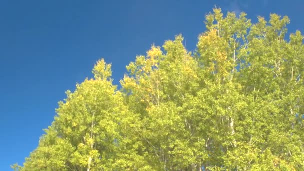 Nahaufnahme Niedriger Winkel Eine Spitze Aus Frühgrünen Blättern Vor Strahlend — Stockvideo