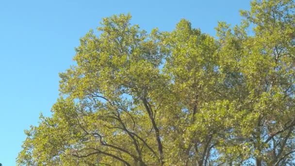 低角度视图 在阳光明媚的夏日 在令人叹为观止的纽约中央公园 一片叶子的花边对着晴朗的蓝天 郁郁葱葱的绿色落叶树顶篷隔离在浅蓝色背景 — 图库视频影像