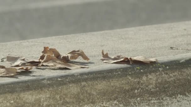 慢动作极端接近自由度 无法辨认的滑板车骑在混凝土长凳上 覆盖着干燥的秋叶 在街上表演奥利跳跃的把戏 滑板和车轮纺纱 — 图库视频影像
