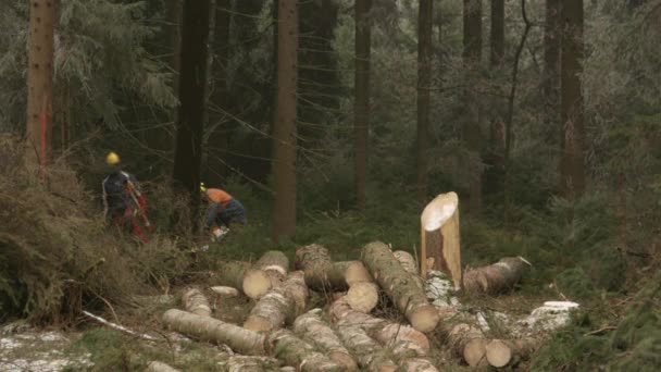 Slow Motion Close Fellers Logging Oude Sparren Dichte Conifer Bos — Stockvideo