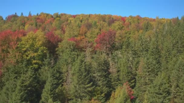 AÉRIEN : Voler au-dessus de cimes d'arbres à couper le souffle dans des bois luxuriants et denses de conifères et de feuillus. Pente montagneuse couverte de tapis d'épinettes et de hêtres. Tourner les feuilles et feuillage d'automne coloré 