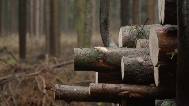 Close Dof Transporting Stack Cut Delimbed Felled Tree Trunks Loaded — Stock Video