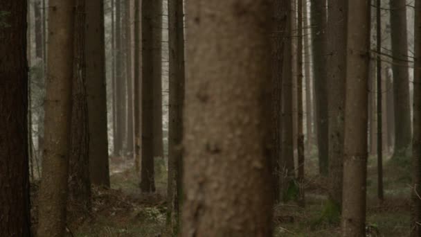 Close Dof Detail Cracked Spruce Bark Stunning Coniferous Tree Forest — Stock Video
