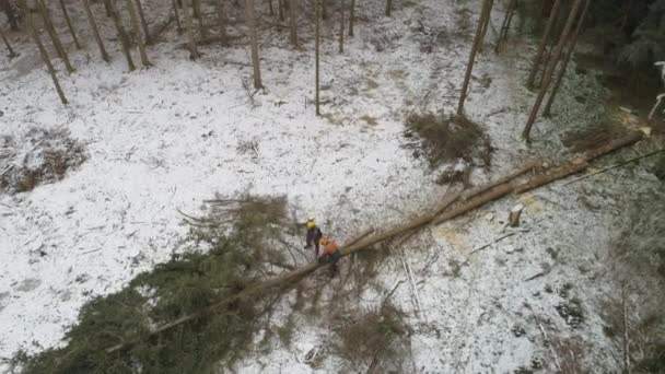 Aerial Close Distancing Flying Loggers Removing Branches Trunks Fallen Trees — Stock Video