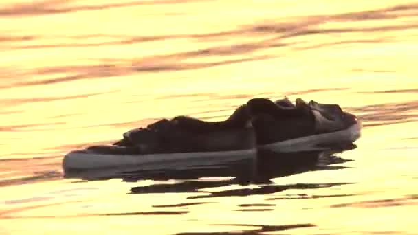 クローズ アップ ウェット スケート スニーカーが海辺でゴールデンサン ライトで海面に浮かぶ 波打つ美しい海は反映夕暮れの黄金色の空に輝く水の水泳のスポーツの靴 — ストック動画