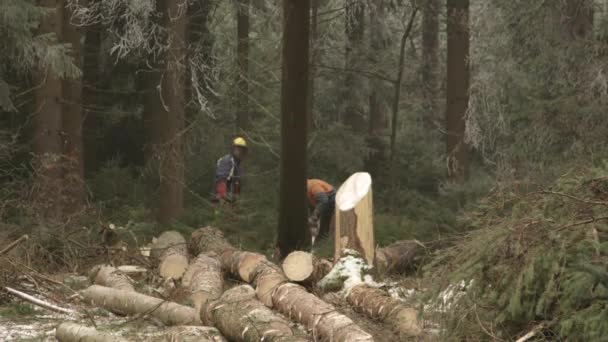 在冬季 森林者在茂密的针叶林中砍伐高大的老云杉 覆盖着小雪 大树倒下 硬撞在地上 粉碎和雪花飞 — 图库视频影像