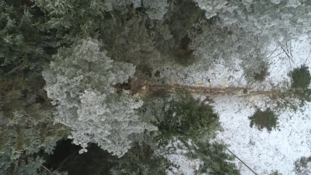 Aerial Fellers Woodchopping Spruce Pine Trees Covered Snow Frosts Beautiful — Vídeo de Stock