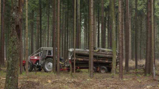 Close Dof Přepravu Zásobníku Vyjmout Delimbed Padlé Kmeny Stromů Které — Stock video