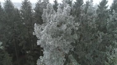 Hava: Fellers woodchopping Ladin ve çam ağaçları ile güzel ormanda kar frosts kışın kapalı. Oduncular odun günlüğü, uzun boylu Ladin Gaze. Kaydedicilerinin tarafından kesin olarak düşen ağaçlar