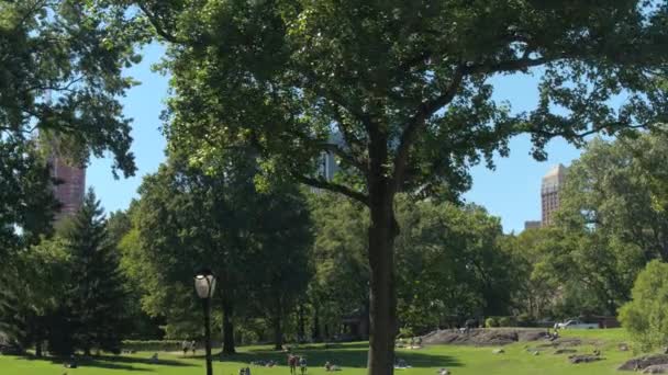 クローズ アップ カップル くつろげる緑豊かな中央公園をさわやかな日当たりの良い週末の一日を楽しんでいる観光客 ピクニックを持っている人々 日光浴 ぶら下がって 日陰で本を読む — ストック動画