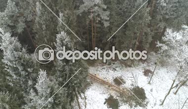 Hava: Fellers woodchopping Ladin ve çam ağaçları ile güzel ormanda kar frosts kışın kapalı. Oduncular odun günlüğü, uzun boylu Ladin Gaze. Kaydedicilerinin tarafından kesin olarak düşen ağaçlar