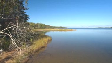 Yakın: Boreal forest sulak alanlar, bataklıklar ve MDBF interspread iğne yapraklı Ladin ve çam ağaçları tarafından baskın. Büyük tatlı su ve tuzlu su havzası sütyen kapı gölde Nova Scotia, Kanada