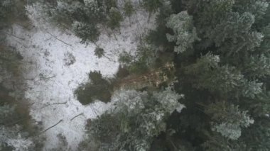 Hava, diyaloğun: bir testere ile keserek düşmüş ağaçların gövdeleri dalları kaldırarak kaydedicilerinin yukarıda uçan. Kilikyası'nda Ormansızlaşma doğada yemyeşil yoğun orman kis mevsimi boyunca