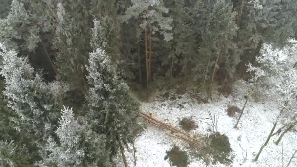 Luchtfoto Fellers Woodchopping Spar Dennen Bomen Bedekt Met Sneeuw Vorst — Stockvideo