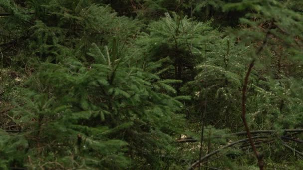 Slow Motion Close Dof Kleine Den Spar Vuren Bomen Rondom — Stockvideo