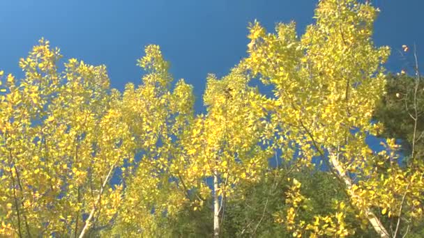 Närbild Låg Vinkel Lämnar Spets Gult Roterande Mot Klarblå Himmel — Stockvideo