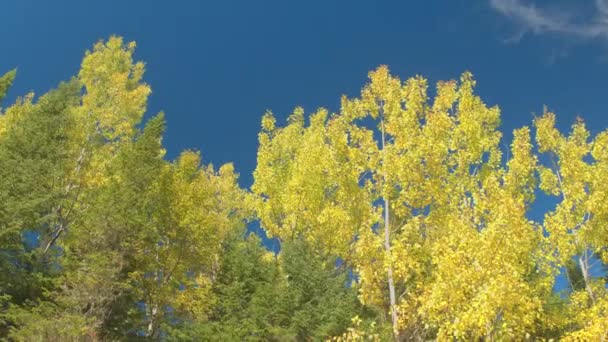 Cerrar Ángulo Bajo Encaje Hojas Amarillas Girando Contra Cielo Azul — Vídeos de Stock