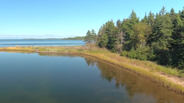 Εναέρια Πετούν Κατά Μήκος Του Lakeshore Καλύπτεται Καταπράσινο Έλατο Πεύκο — Αρχείο Βίντεο