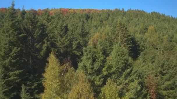 Aerial Flying Treetops Beautiful Lush Dense Taiga Coniferous Deciduous Woods — Stock Video