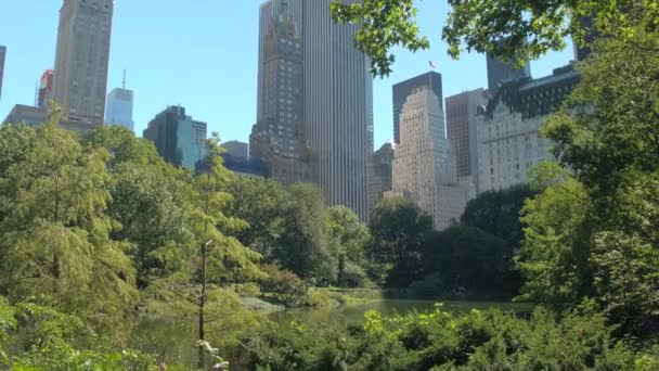Düşük Görüş Açısı Fifth Avenue Central Park Güney Bölümündeki Gözde — Stok video