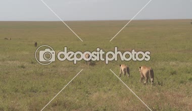 Yakın: açık savannah otlak güneşli vahşi hiç bitmeyen Afrika araziyi düz çizgide yürümeye güzel lionesses. Çok vahşi kediler yavaş yavaş otsu veld flatlands arasında devriye