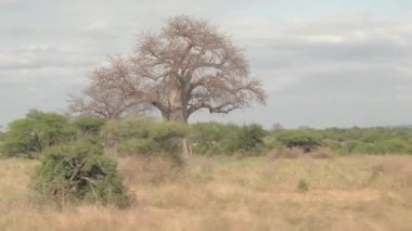 Yakın: Mutlu turistler gezi oyun güzel kurak Afrika otlak ve zengin bitki örtüsü, büyük güçlü baobab ağaçları ve yemyeşil yeşil akasya doğal ormanlık çarpıcı güneşli günde sürücü