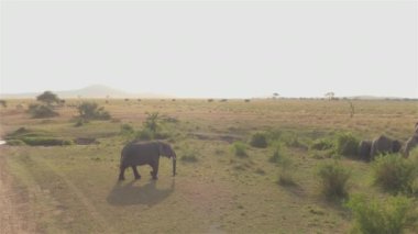 Güneşli bir yaz gününde safari sahasında sonsuz geniş Afrika çayırlarında küçük bir dereyi aşan sevimli çocuklarıyla fil ailesinin üzerinde uçmak.