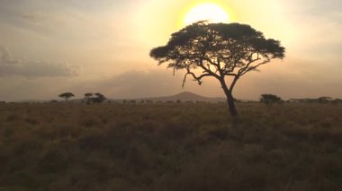 Anteni, Close Up: ileri içinde güzel altın ışık gün batımı bozulmamış Afrika savana vahşi doğada kontrast akasya ağacı doğru uçan. Gür yapraklar penetran gölgelik arkasında güneş ayarı