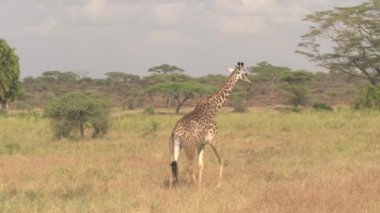 Yakın: şaşırtıcı güneşli yaz günü vahşi doğada yemyeşil büyümüş savannah bushland ve yeşil akasya ağacı woodland nefes alma Serengeti Milli Parkı içinde dolaşırken çok güzel genç masai zürafa