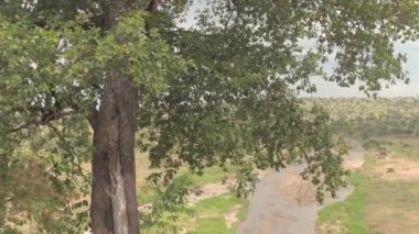 Hava: Yemyeşil yeşil ağaç Tarangire Milli Parkı'nın geniş ovalar, otlak woodland ve yaygın olarak yayılan akasya ağaçları engelleme muhteşem görünümünü Kanopiler. Kurak sahne iliklerine kadar güzel geniş sığ nehir