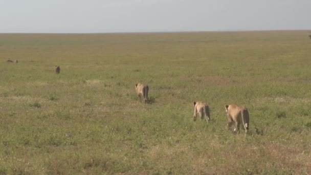 美丽的母狮直线行走在阳光普照的大草原草原上永无止境的非洲田野 强大的野猫在草地 Veld 缓慢巡逻平原 — 图库视频影像