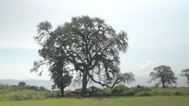 Close Climbing Plants Moss Flourishing Big Magnificent Old Tree Widespread — Stock Video