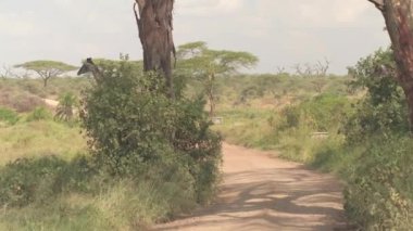 Yakın: İki çok güzel çarpıcı zürafalar Afrika vahşi doğada - büyümüş savannah otlak woodland, dolaşım geçiş tozlu safari oyunu sürücü rota yol nefes alma Serengeti Milli Parkı içinde