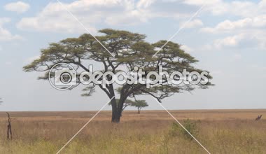 Yakın: dikenli akasya ağacı ayakta sonsuz savannah otlak manzara Serengeti Milli Parkı içinde ortasında yalnız büyüleyici. Görkemli ağacı güneşli Afrika açık mavi gökyüzü altında büyüyen