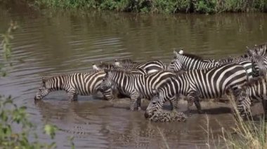 Yakın: ayakta ve çamur Gölü, su birikintisi, içme suyu yenileme banyo sakin vahşi zebralar Afrika savana bushland sıcak güneşli bir günde üzerinde rahatlatıcı Serengeti oyun rezerv yaban hayatı kutsal