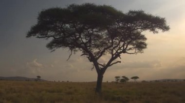 Anteni, Close Up: Uçan bozulmamış Afrika savana vahşi güzel altın ışık gün batımı kontrast akasya ağacı etrafında. Gölgelik, yemyeşil bitki örtüsü ile penetran ışınları arkasında güneş ayarı