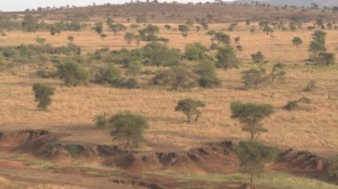 Hava: çarpıcı kuru nehir yatağı şaşırtıcı yarı kurak Afrika vahşi doğru kuru sezon sırasında uçan. Kısa otların savannah alanları, açık akasya woodlands ve günbatımı hayvan otlatma tarafından denuded ağaçlar