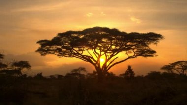 Hava: kontrast şemsiye şeklinde akasya ağacı altın batan güneşin muhteşem büyümüş savannah otlak woodland içinde Afrika ekilmemiş boş arazi içinde karşı etrafında uçan. Doğal kuru açık woodland alacakaranlıkta