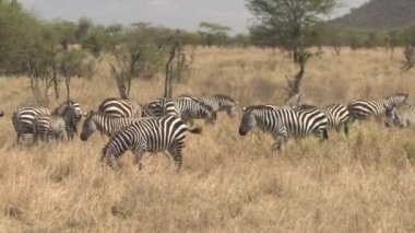 Gök olayları yakından: güzel aile geniş kurak Afrika savana otlak ve akasya kuru uzun otların üzerinde otlatma ovaları Zebras uçuşan Serengeti Milli Parkı güzel güneşli günde orman