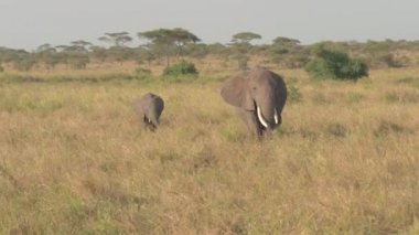 Filler familyasındaki sevimli yavru fillerin üzerinde uçmak güneşli bir yaz sabahı safari sahasında geniş Afrika çayırlarında otlanmak.