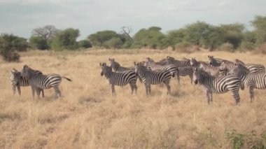 Yakın: Safari özel oyun sürücü son sürü şirin Zebras vahşi keşfetmek ve vahşi hayvanlar doğal ortamlarında gözlemleyerek güzel Afrika tropikal savana alanında kurak çayır otlatılması
