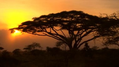 Yemyeşil savannah akasya orman sahne dramatik Altın ışık günbatımı. Nefes kesen Afrika Serengeti Milli Parkı vahşi şenlik ateşi-kırmızı ve sunflame-altın gökyüzü kontrast ağaçlar