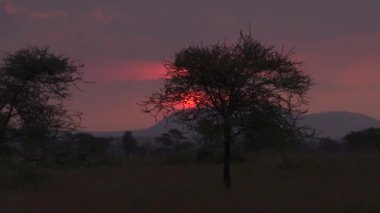 Yakın: Rüya gibi puslu sahne, pitoresk doğa, geniş savannah otlak woodland güzel akşamı sihirli altın ışık günbatımında. Afrika yaban hayatı kutsal manzarada ateşli şafakta çarpıcı