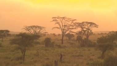 Hava: uçan şemsiye şeklinde akasya ağacı ve yemyeşil yeşil palmiye ağaçları karşı altın gündoğumu gökyüzü muhteşem büyümüş savannah otlak woodland içinde Afrika ekilmemiş boş arazi içinde geçmiş. Alacakaranlıkta doğal ormanlık