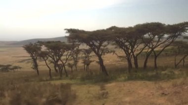 Safari jeep oyunu muhteşem Ngorongoro krateri inen kurak savannah woodland ile turistler sürüş. Güzel büyümüş dağ yamacı, çok sayıda akasya ağaçları, otlak üzerinde otlatılması sığır