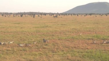 Hava, Close Up: Bebeklerde savannah otlak manzara geçen uçan zebra aile yukarıda. Vahşi zebralar büyülü Altın Şafak ünlü Serengeti ovaları geniş çayır araziyi hattında çalışan
