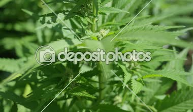Ağır çekim, Close Up, Dof: Harika yeşil kenevir SAP, buhar, yaprak ve çiçek tomurcukları çok güzel ipuçları kannabinoidlerin kristalleri ile. Güzel büyüyen, big bud çiçekli şekillendirme Sativa