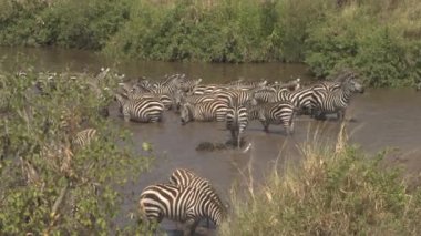 Yakın: ayakta ve çamur Gölü, su birikintisi, içme suyu yenileme banyo kaygısız vahşi zebralar Afrika savana bushland sıcak güneşli bir günde üzerinde rahatlatıcı Serengeti oyun rezerv yaban hayatı kutsal
